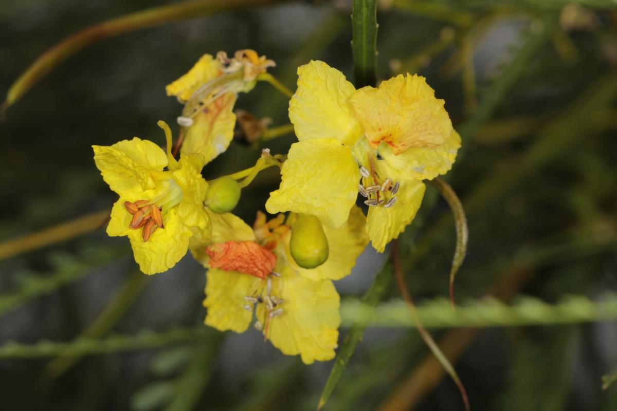 Parkinsonia florida ?