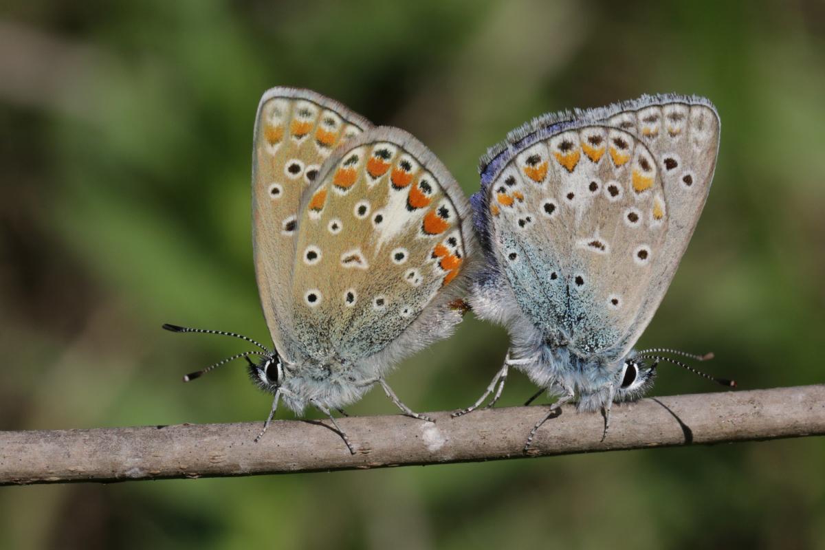 Hauhechel-Bläuling, Gemeiner Bläuling / Common blue / Polyommatus icarus