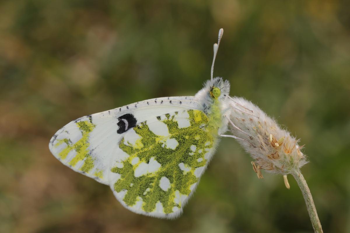 Östlicher Gesprenkelter Weißling / Eastern dappled white / Euchloe ausonia