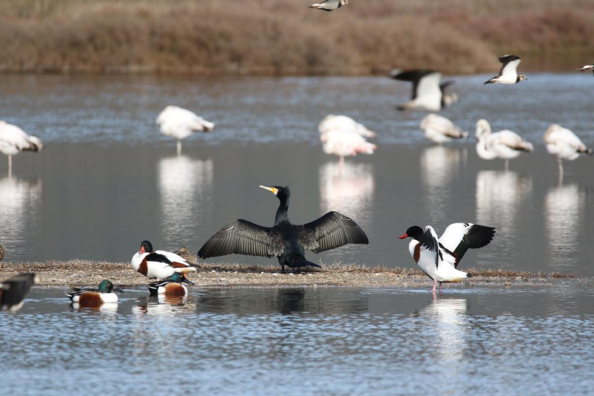 Kormoran / Great cormorant, Great black cormorant, Black shag / Phalacrocorax carbo