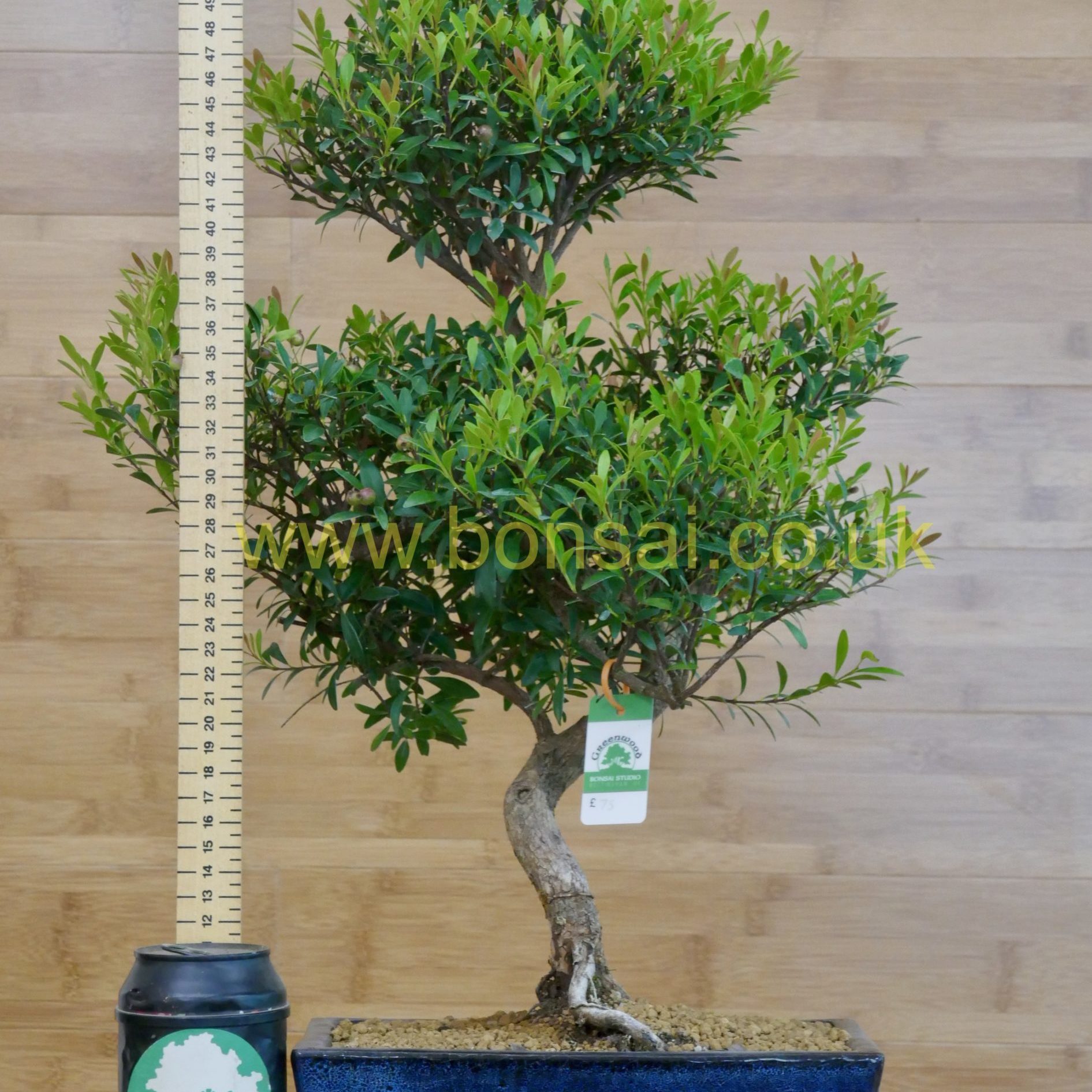 Dwarf Jade Portulacaria Afra Indoor Bonsai Brussel S Bonsai