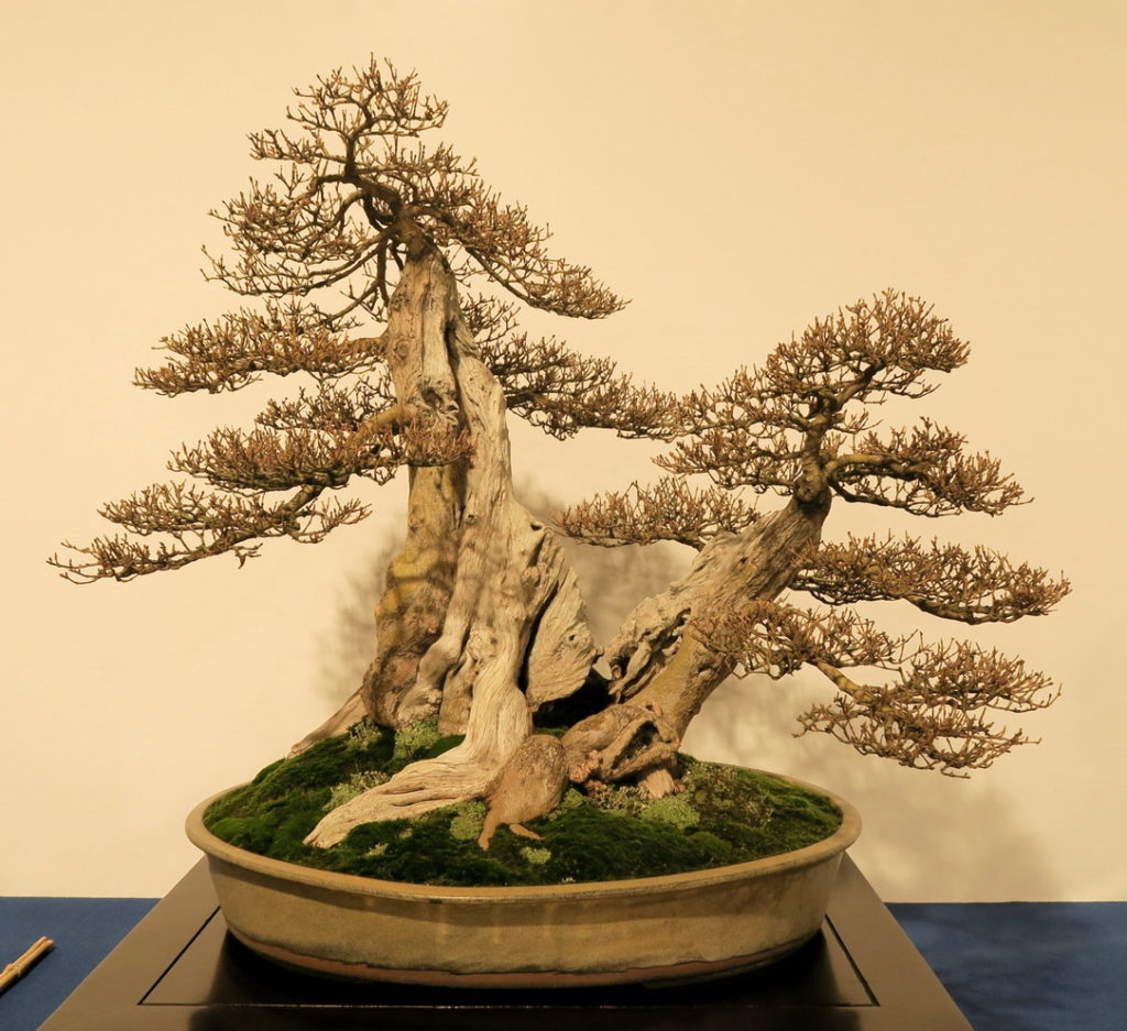 20.09.2021 · thanks to friends there will be many photos to share with you here in my blog and in international bonsai online. TROPHY BONSAI 2020 - El Arte del BonsÃ¡i en Bilbao | Blog