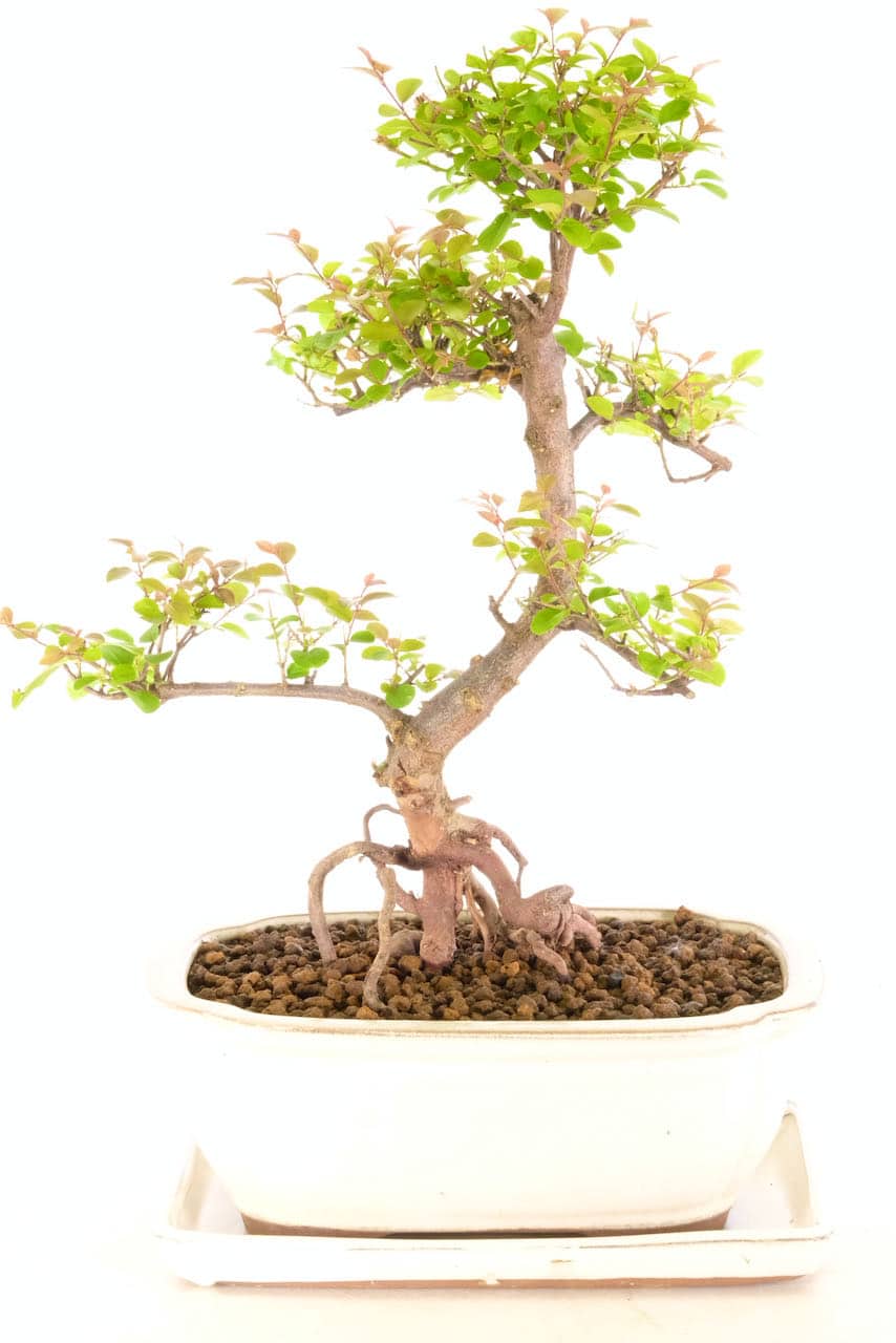 Exquisite chinese sweet plum fruiting bonsai tree with magnificent roots