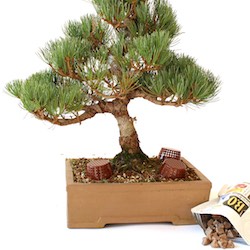 (eu only) young starter trees . Care Guide For Pine Bonsai Species Pinus Bonsai Empire