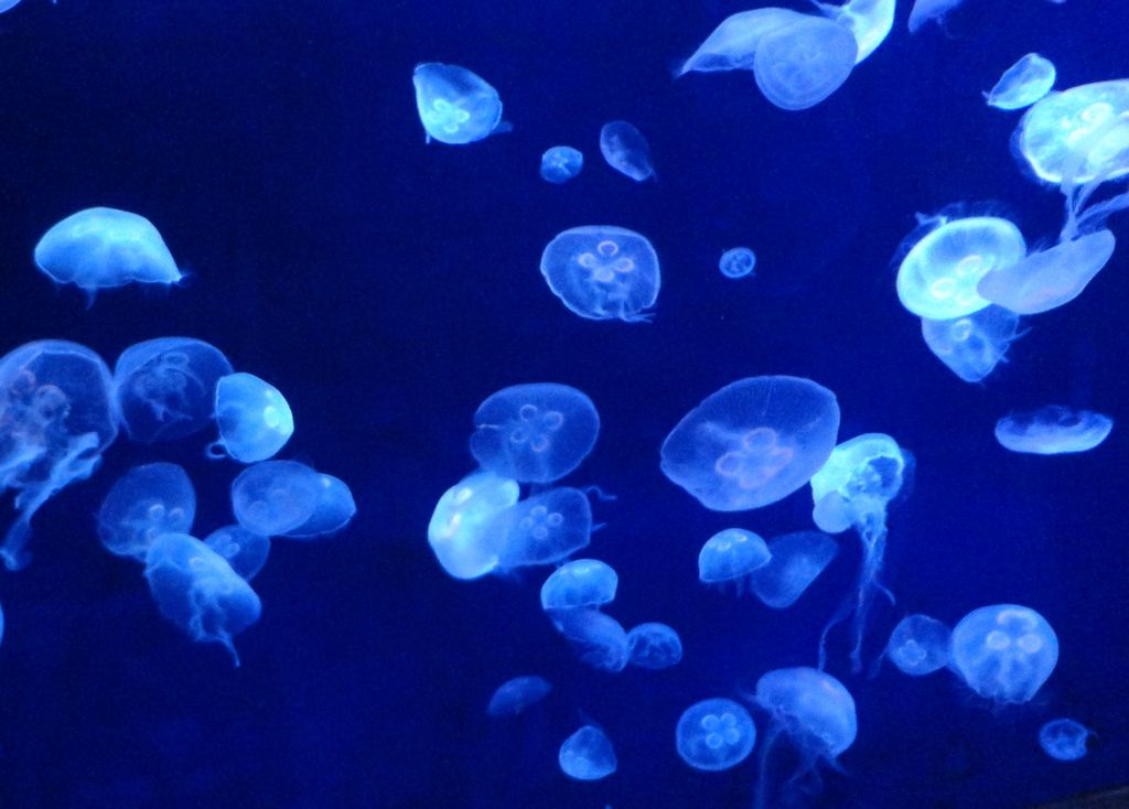 もはや芸術の域! クラゲが美しすぎる水族館10選