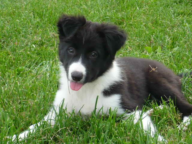 Border kolie AMBRA chovatelská stanice