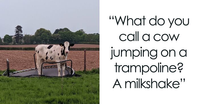 123 udderly a-moo-sing cow jokes