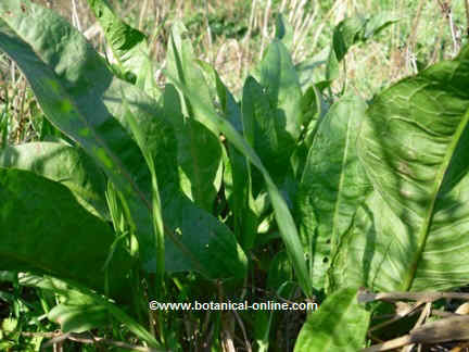 photo Acedera Planta Medicinal propiedades de la acedera botanical online