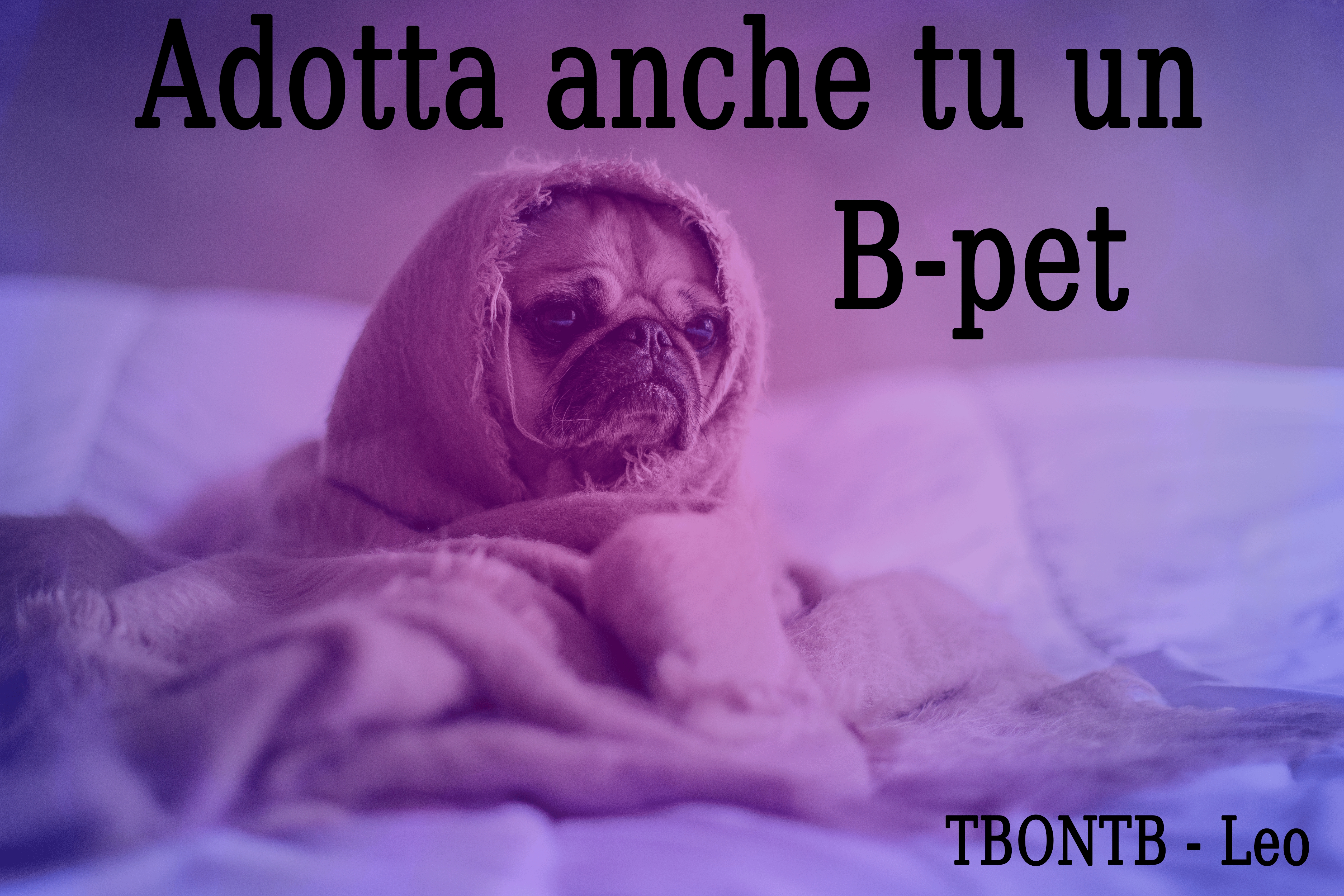 adotta anche tu un b-pet