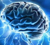 brain