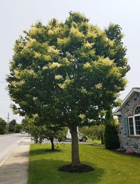 Syringa reticulata, 'Ivory Silk' Lilac Tree | Brandywine Trees