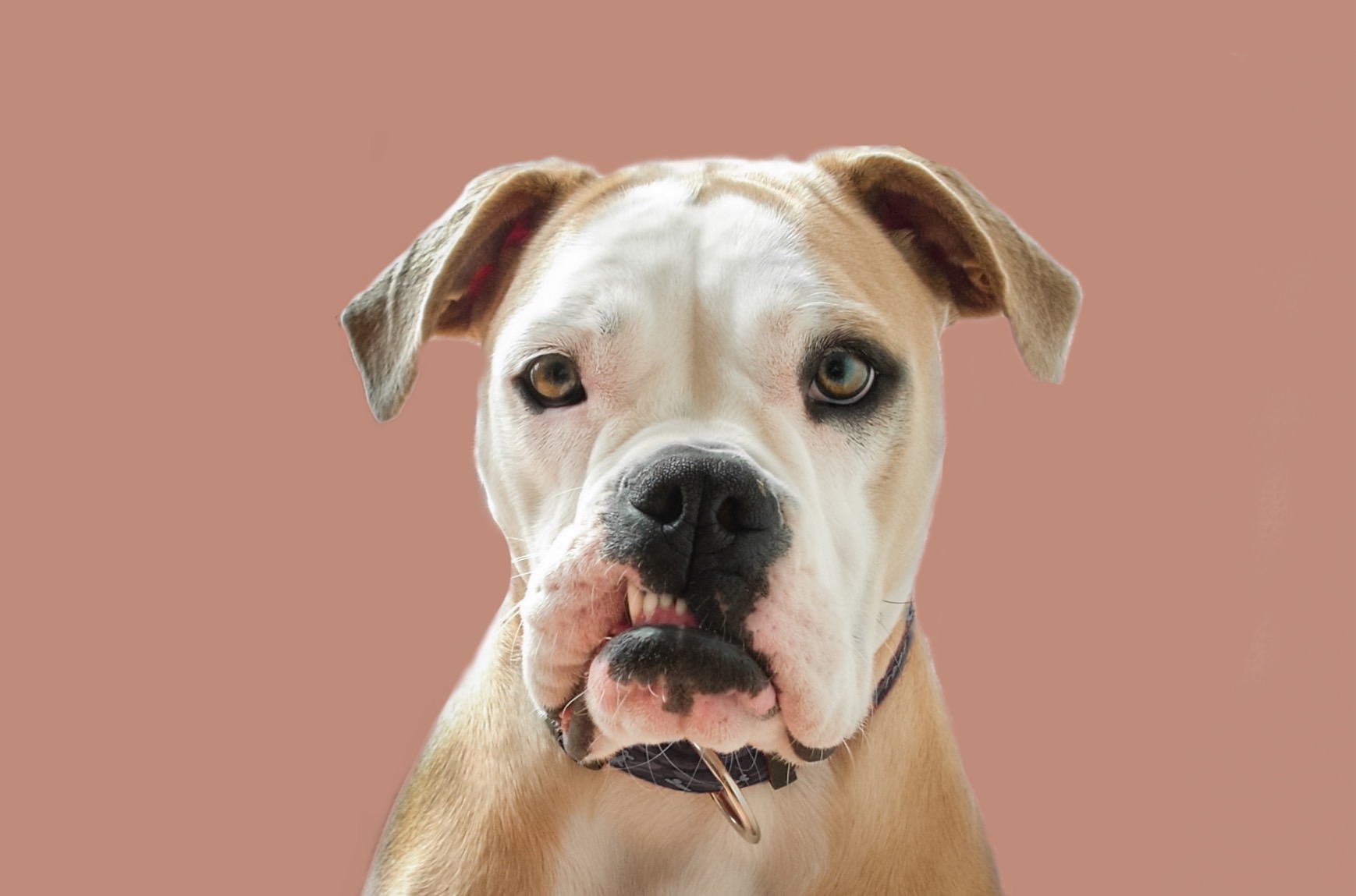 10 tips för rescuehundar