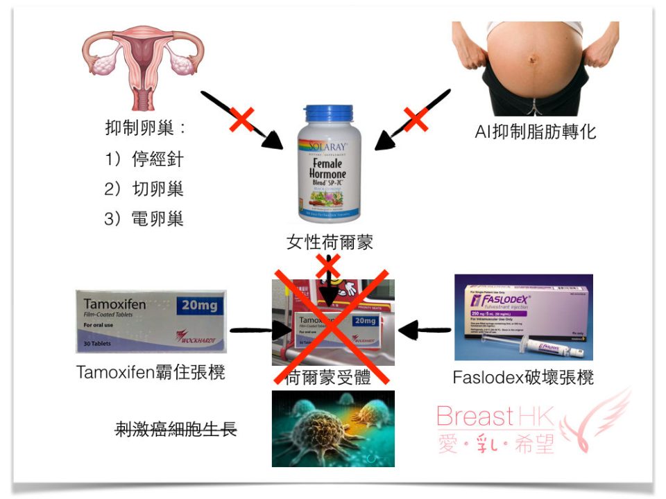 荷爾蒙受體陽性乳癌