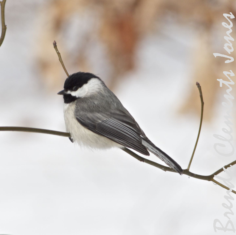 Red Chickadee Red-breasted Nuthatch and Chickadee Compared – Tendrils