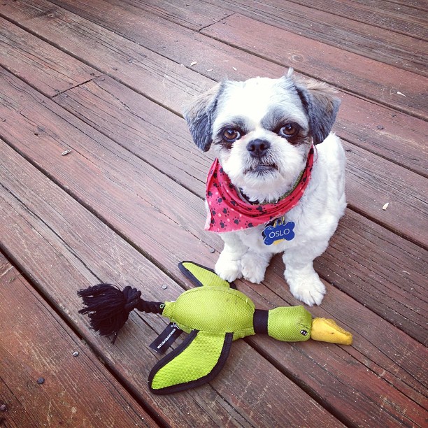 Crunch with toy