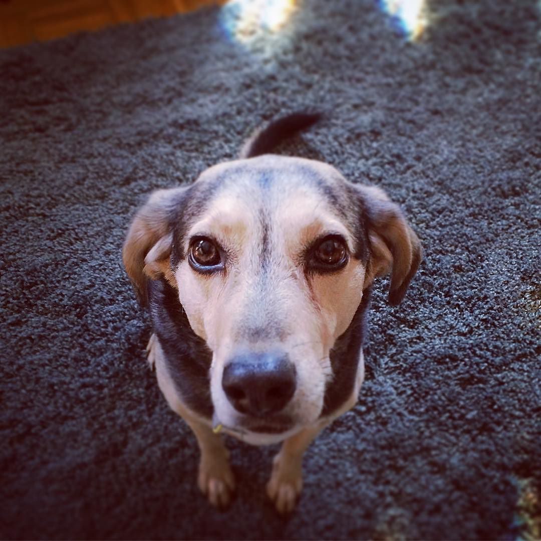 Oliver in the living room