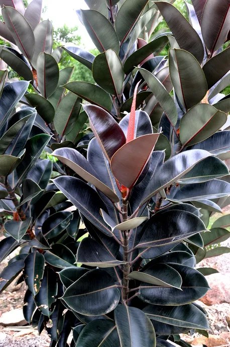 Ficus elastica (Burgundy)  Brian's Botanicals