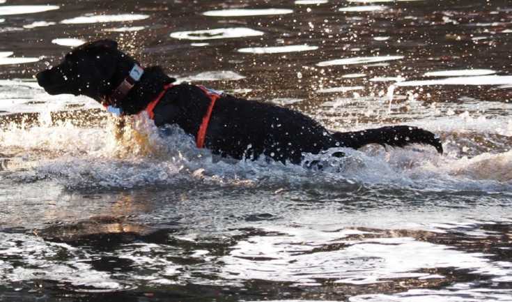 Doggy Splash Days coming up at Streatham Common Paddling Pool in Sept and Oct 2026 - brixtonbuzz.com