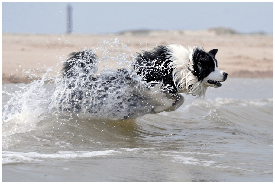 Joey (Broadmeadows Black Diamond) im Sommerurlaub auf Norderney