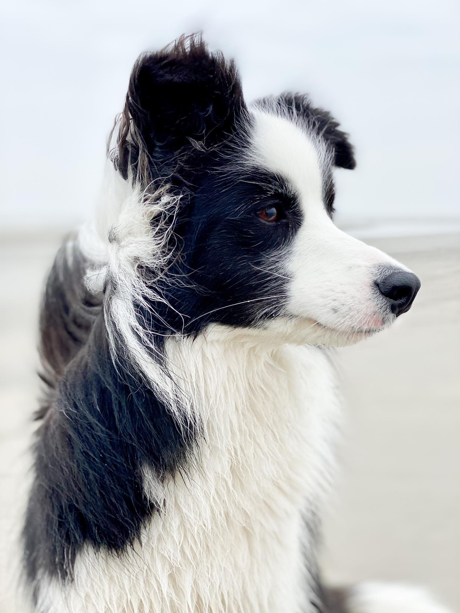 Border Collie