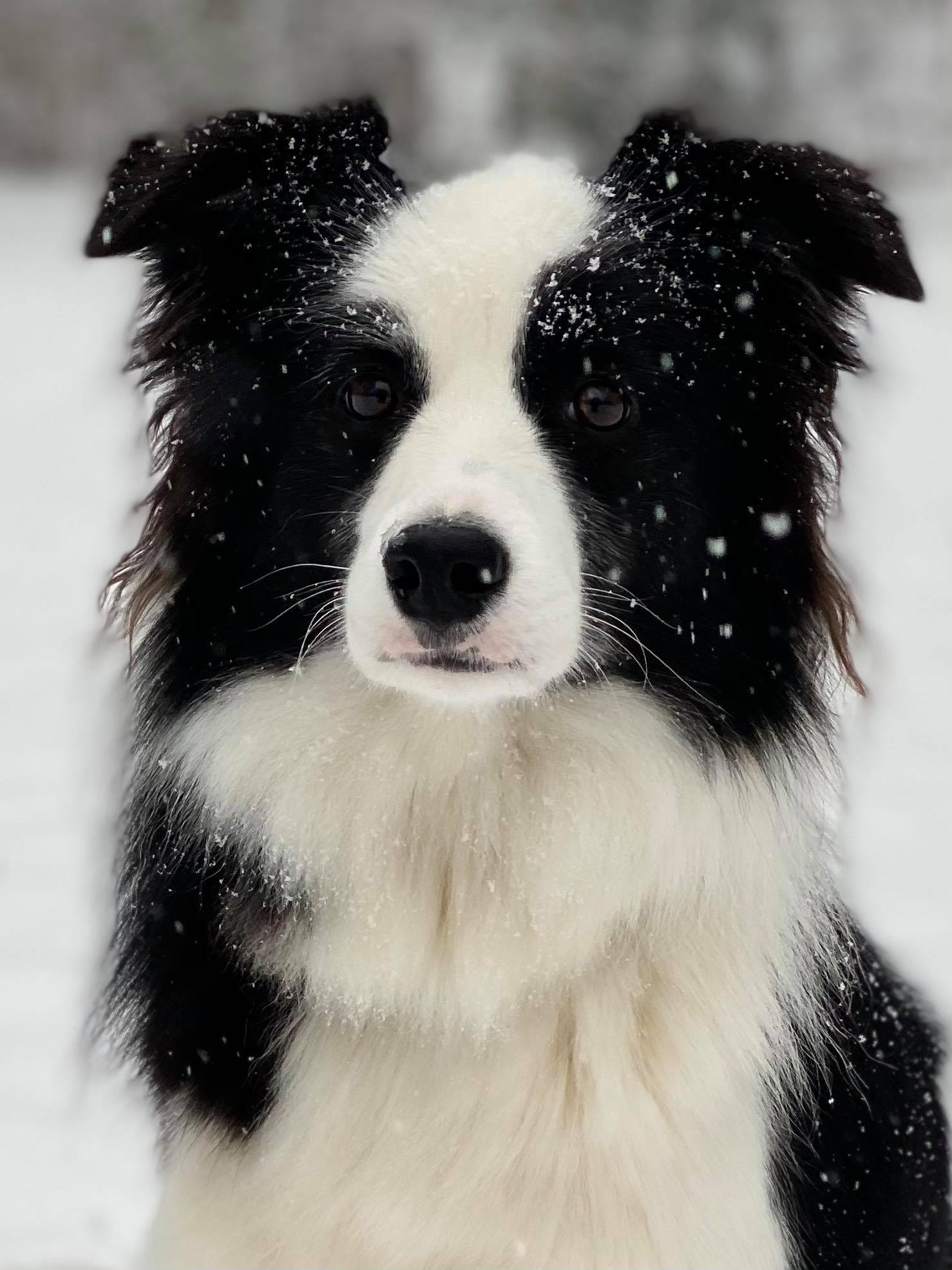Border Collie