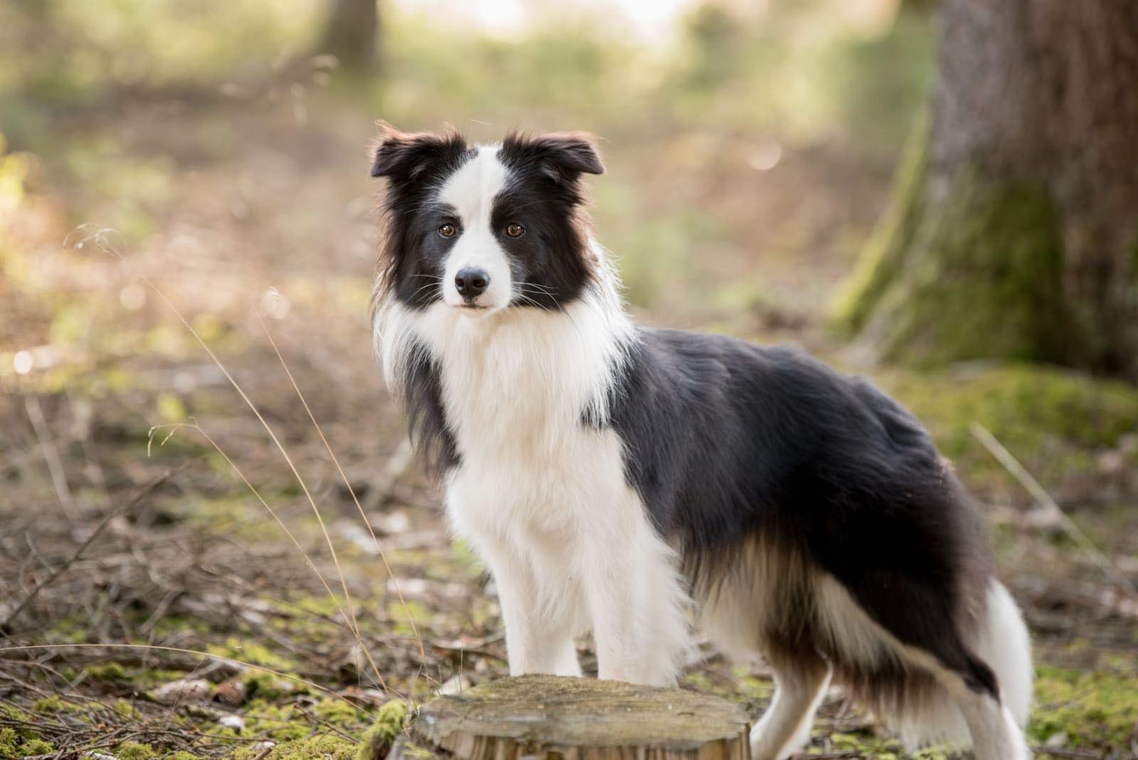 Border Collie