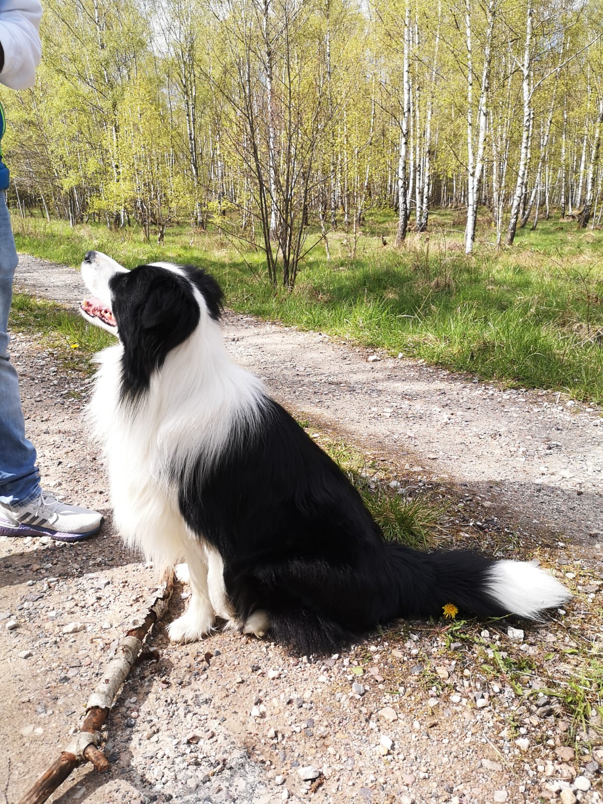 Border Collie
