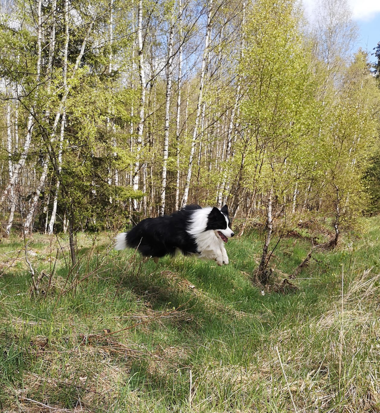 Border Collie