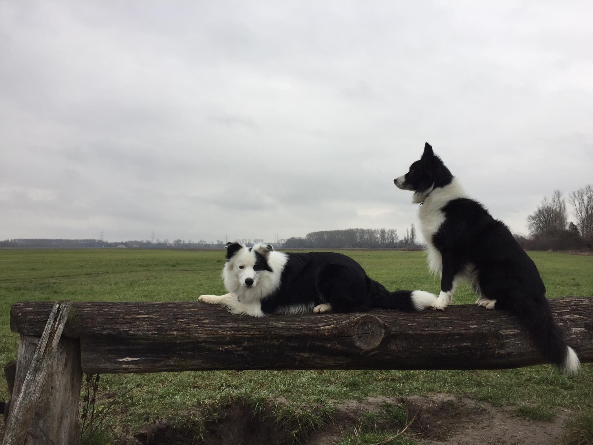 Border Collie