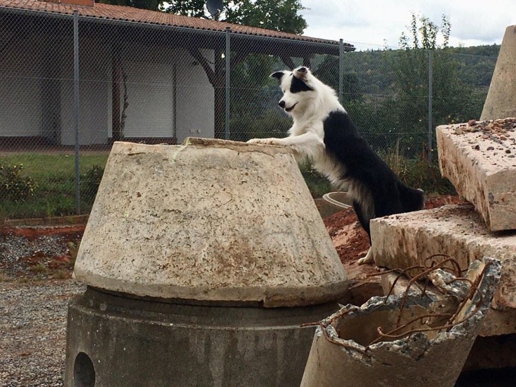 Border Collie