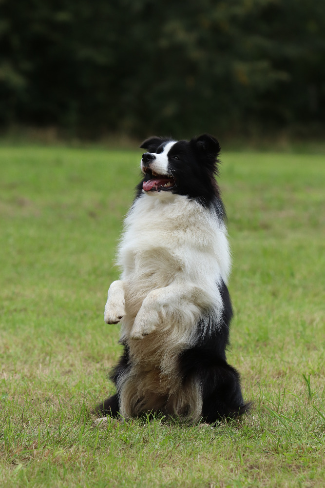 Border Collie