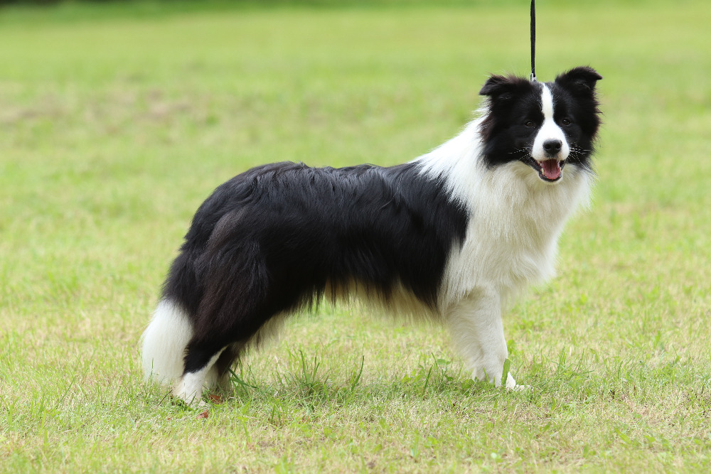 Border Collie