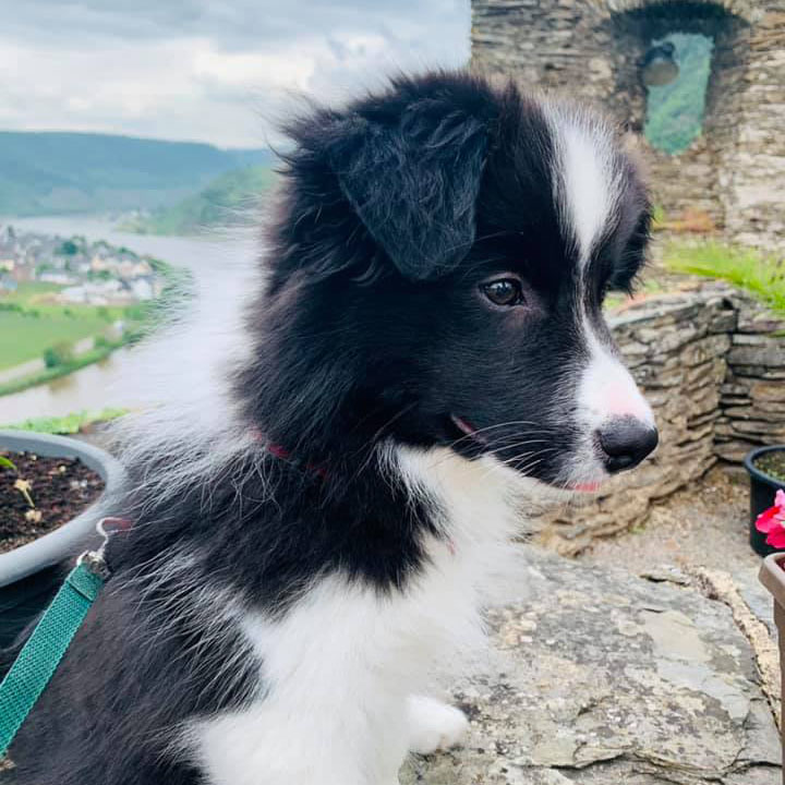 Border Collie Welpe, 13 Wochen alt
