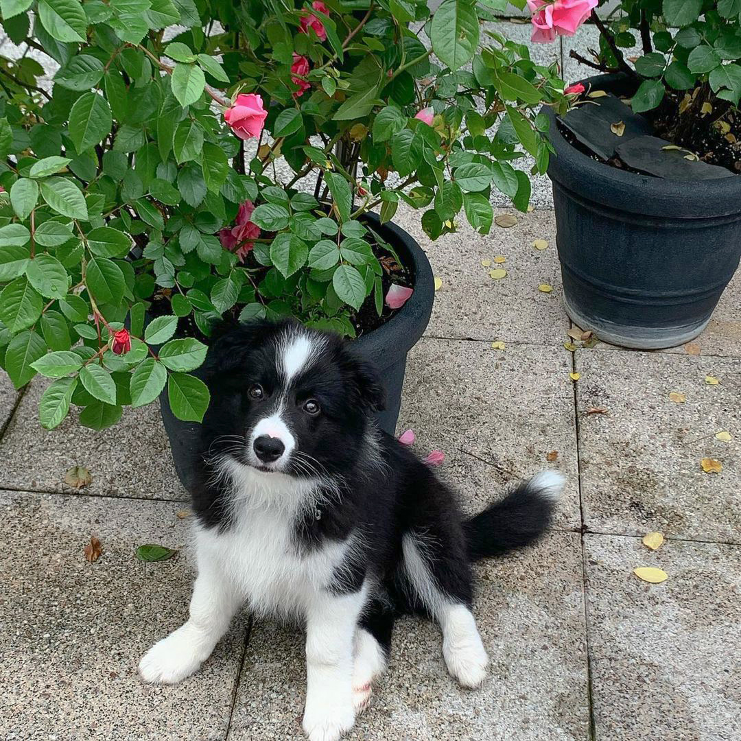 Border Collie Welpe, 12 Wochen alt