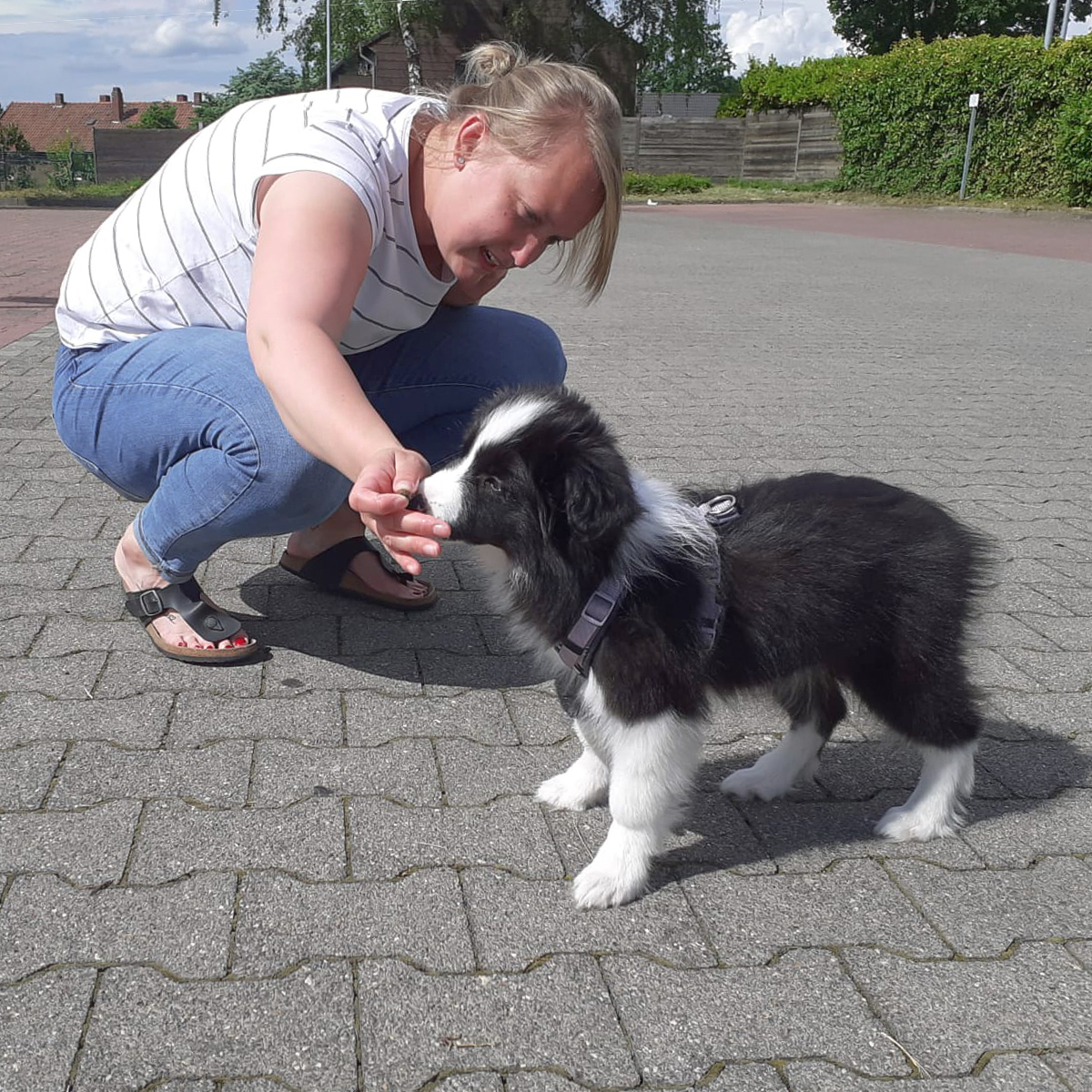 Border Collie Welpe, 12 Wochen alt