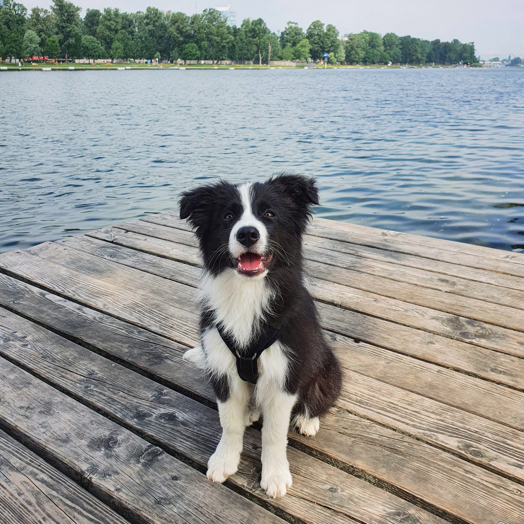 Border Collie Welpe
