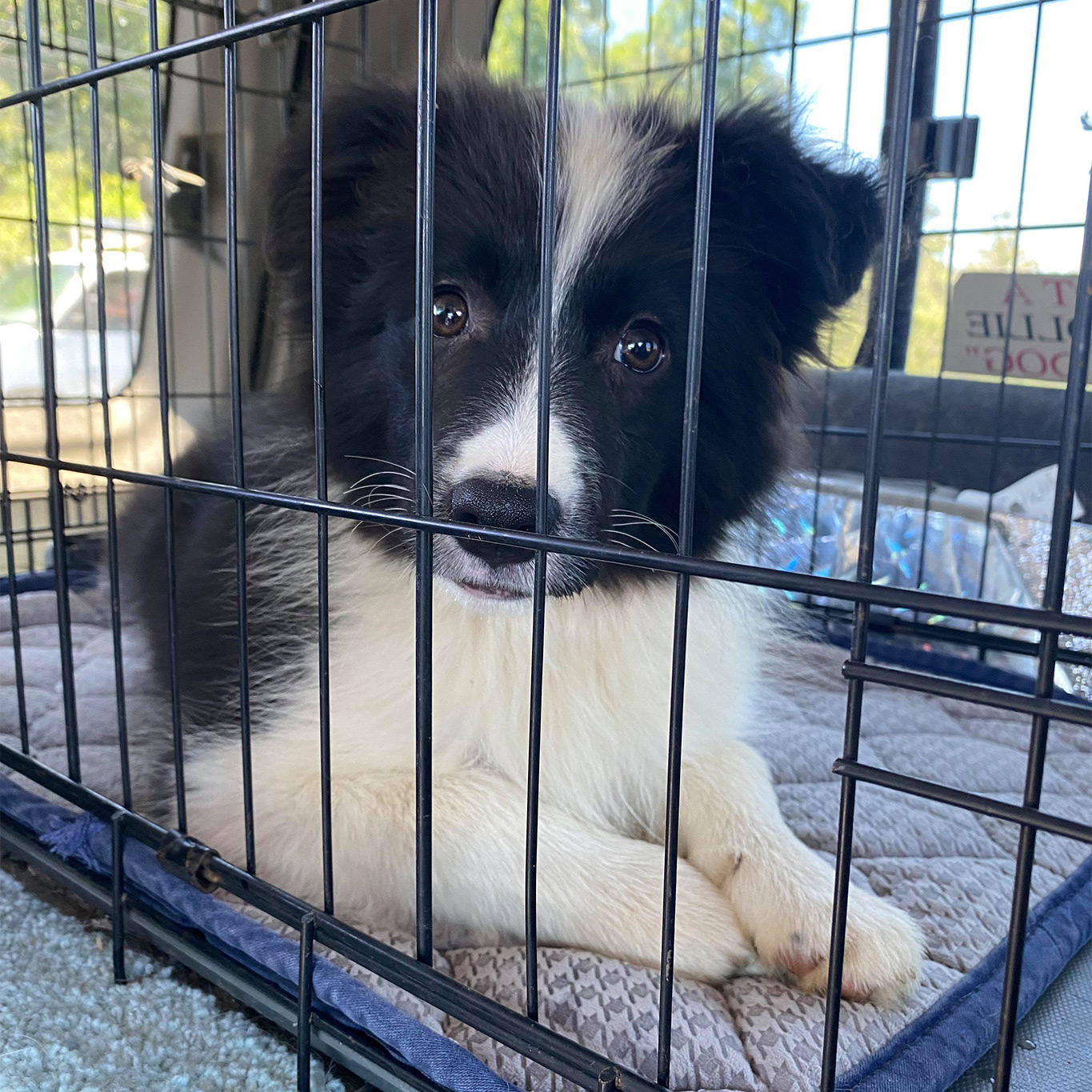 Border Collie Welpe