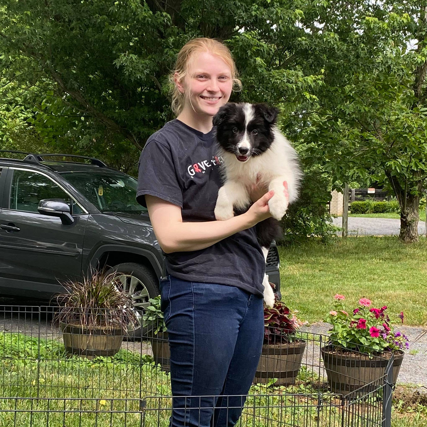 Border Collie Welpe, 13 Wochen alt