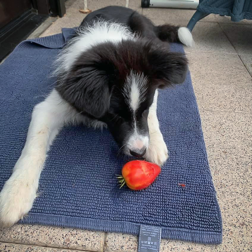 Tomatendieb: Jack, Broadmeadows History Has Its Eyes On You