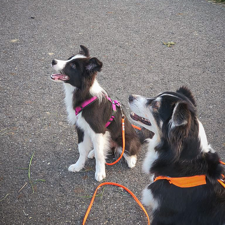 Border Collies
