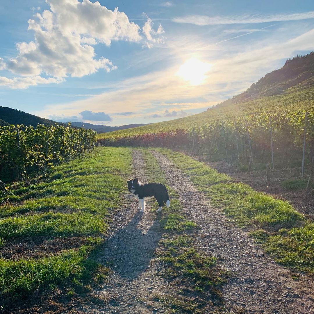 Border Collie Jungrüde mit 7 Monaten