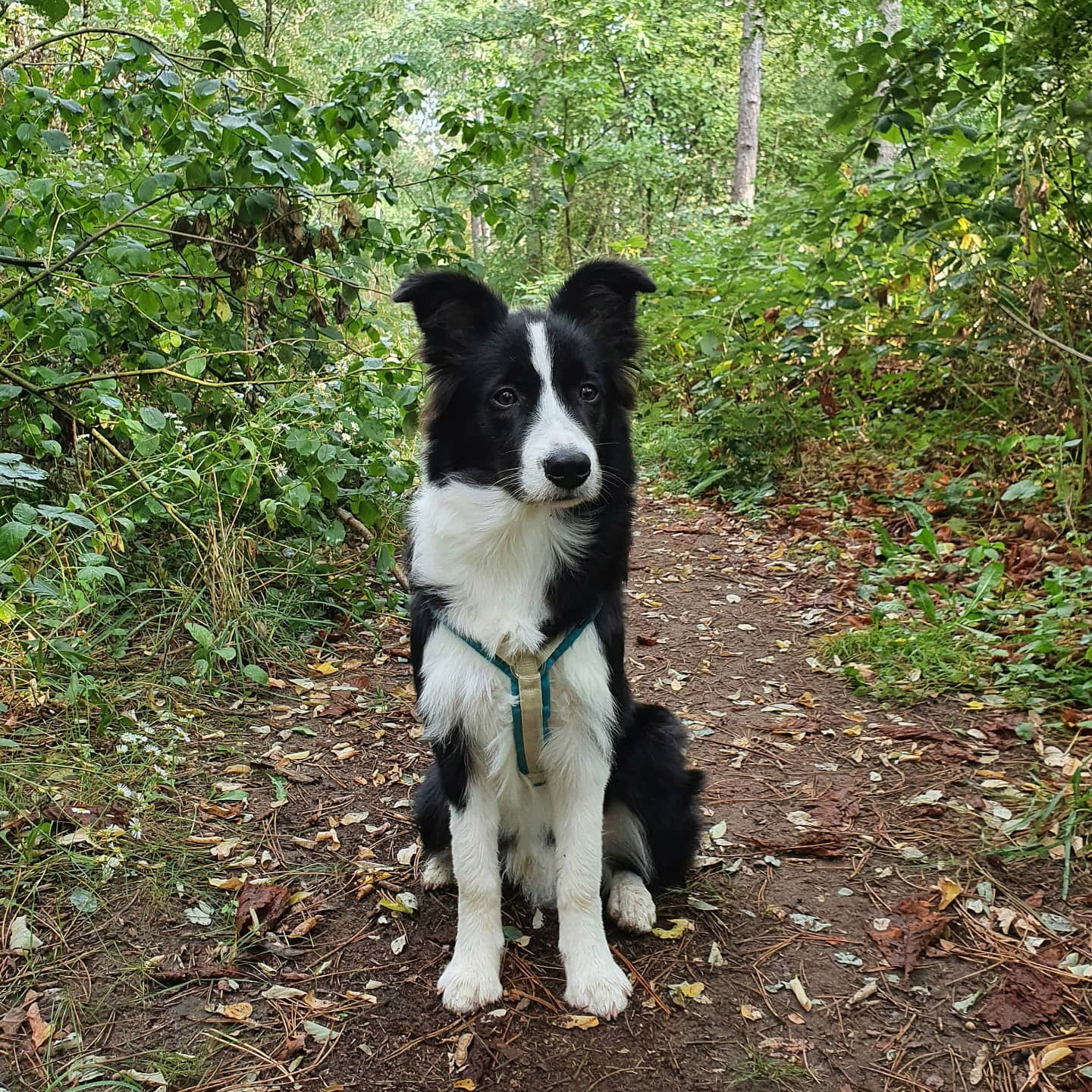 Border Collie Jungrüde mit 7 Monaten