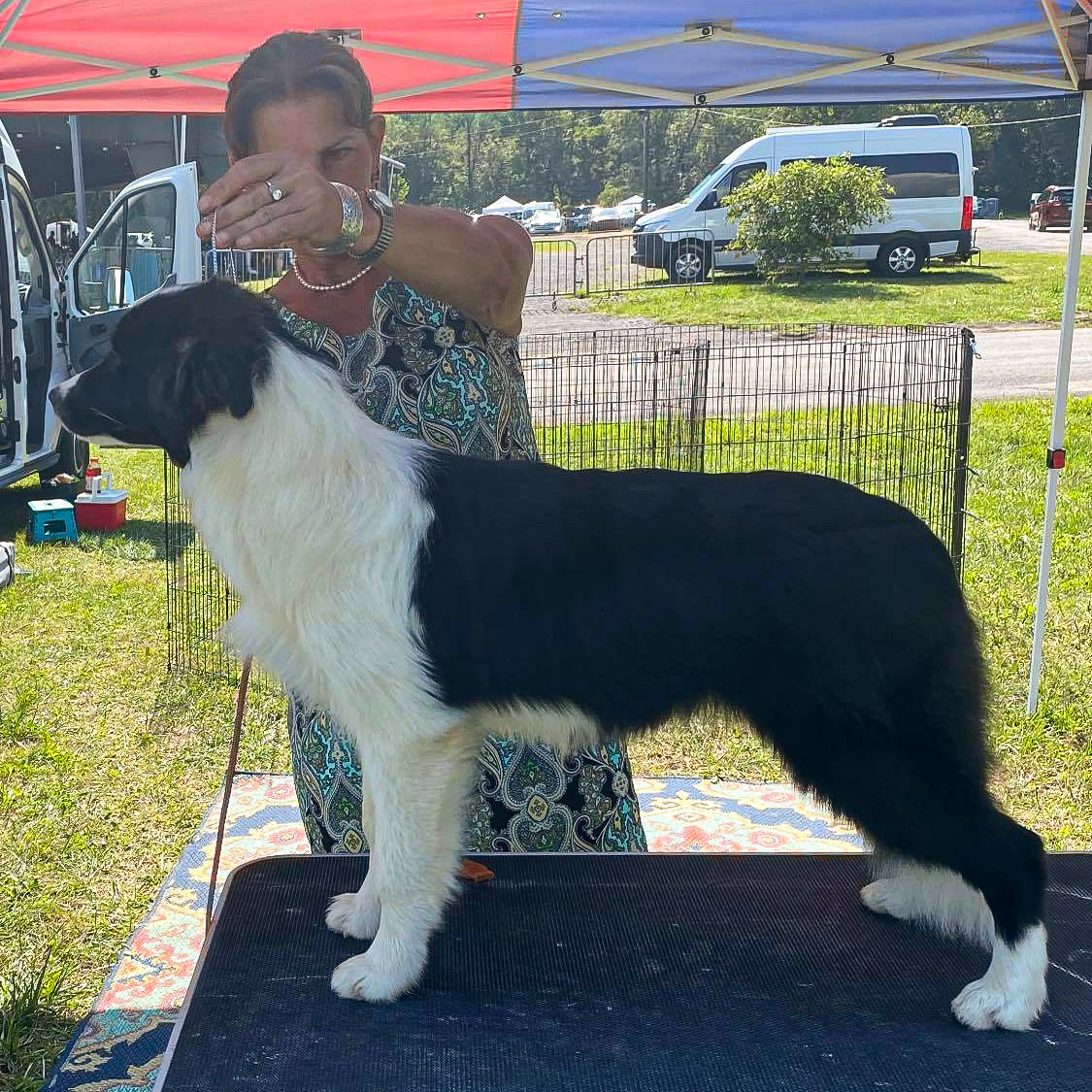 Border Collie Junghündin mit 7 Monaten
