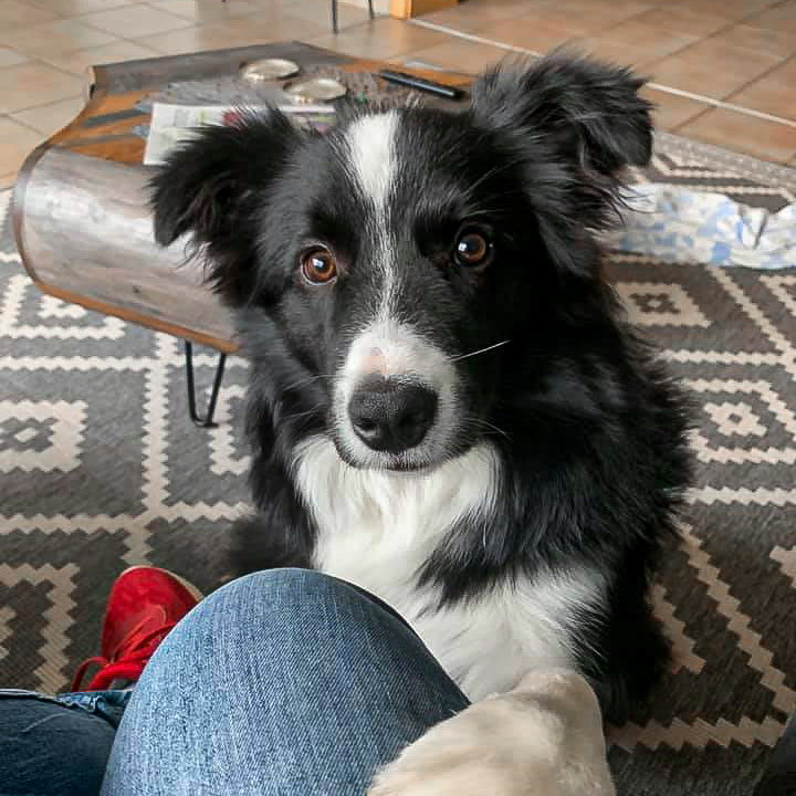 Border Collie Junghund