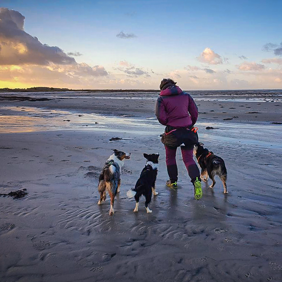 Border Collie Junghund