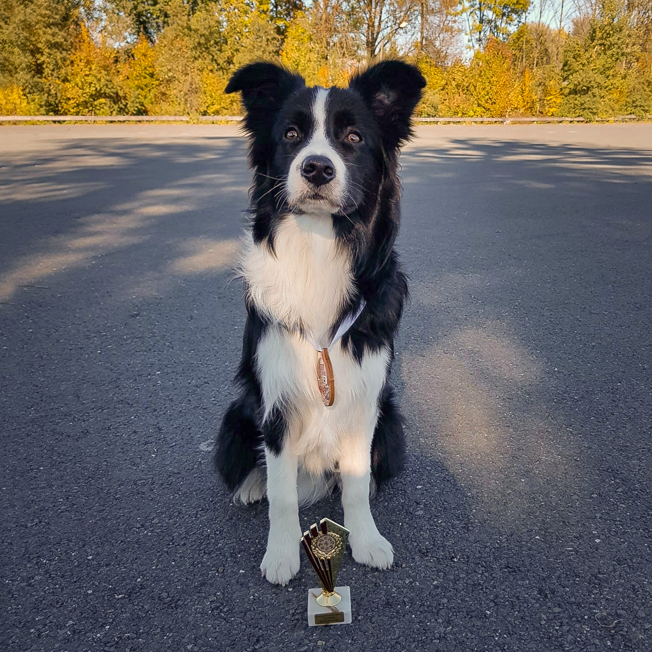 Border Collie Junghund