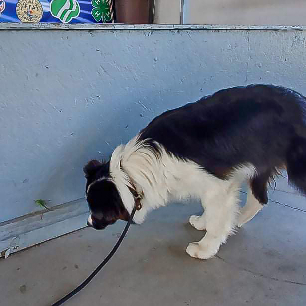 Border Collie Junghund