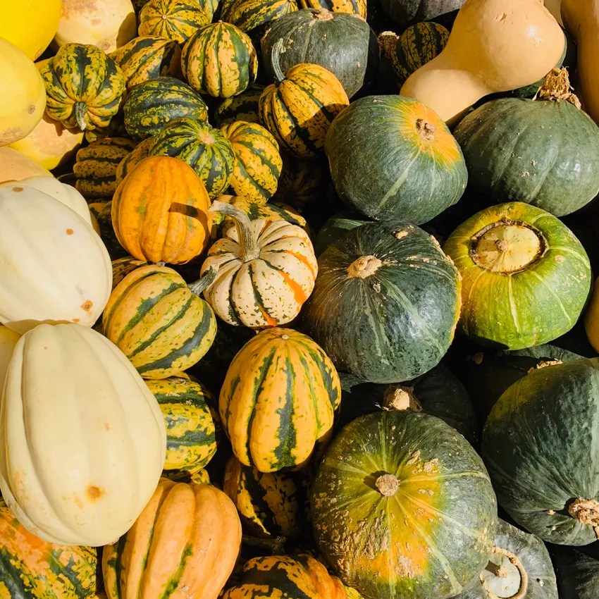 Squash at the farmers' market