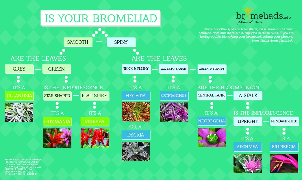 Bromeliad identification guide