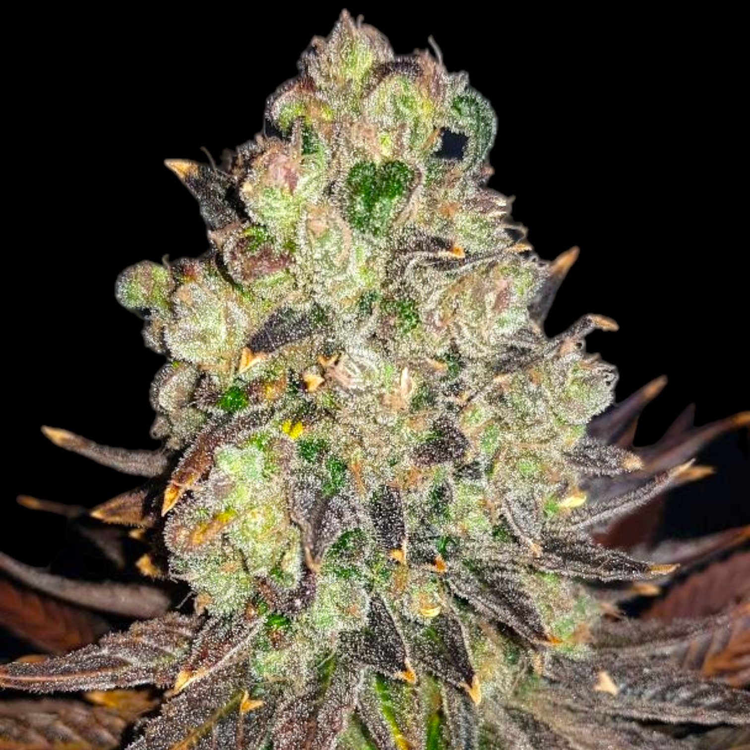 DO-SI-DOS cannabis strain by BSB Genetics